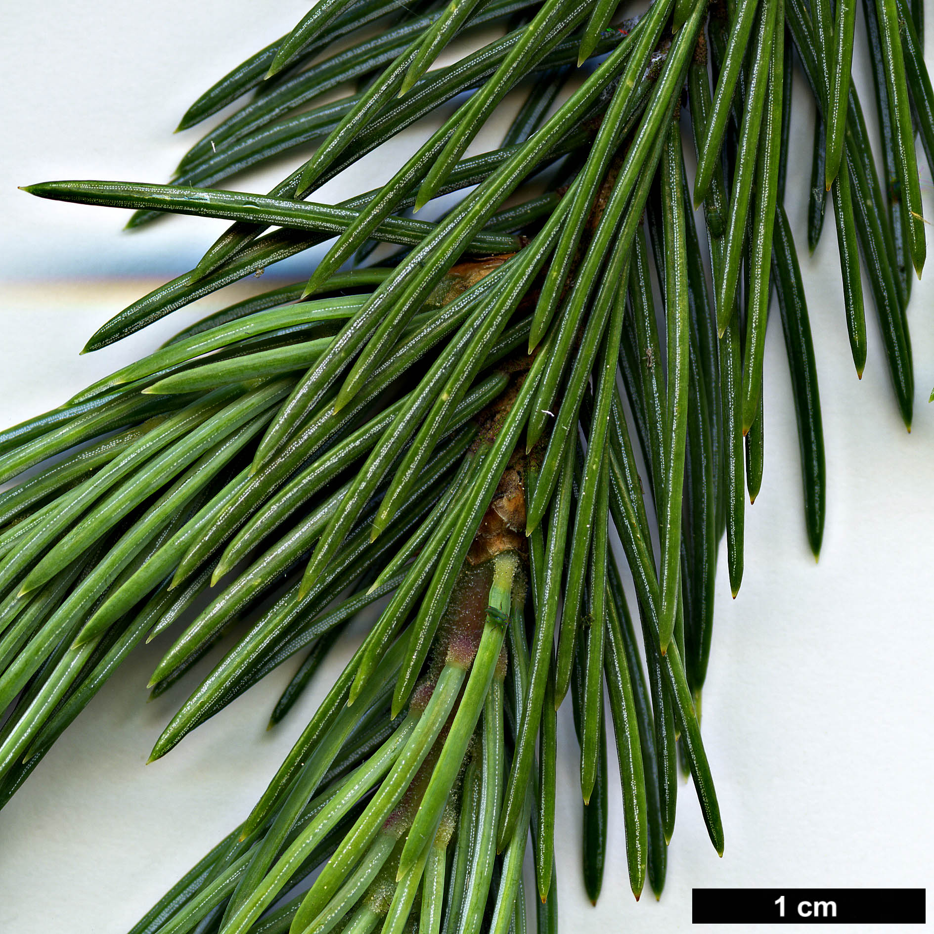 High resolution image: Family: Pinaceae - Genus: Picea - Taxon: engelmannii - SpeciesSub: subsp. mexicana 